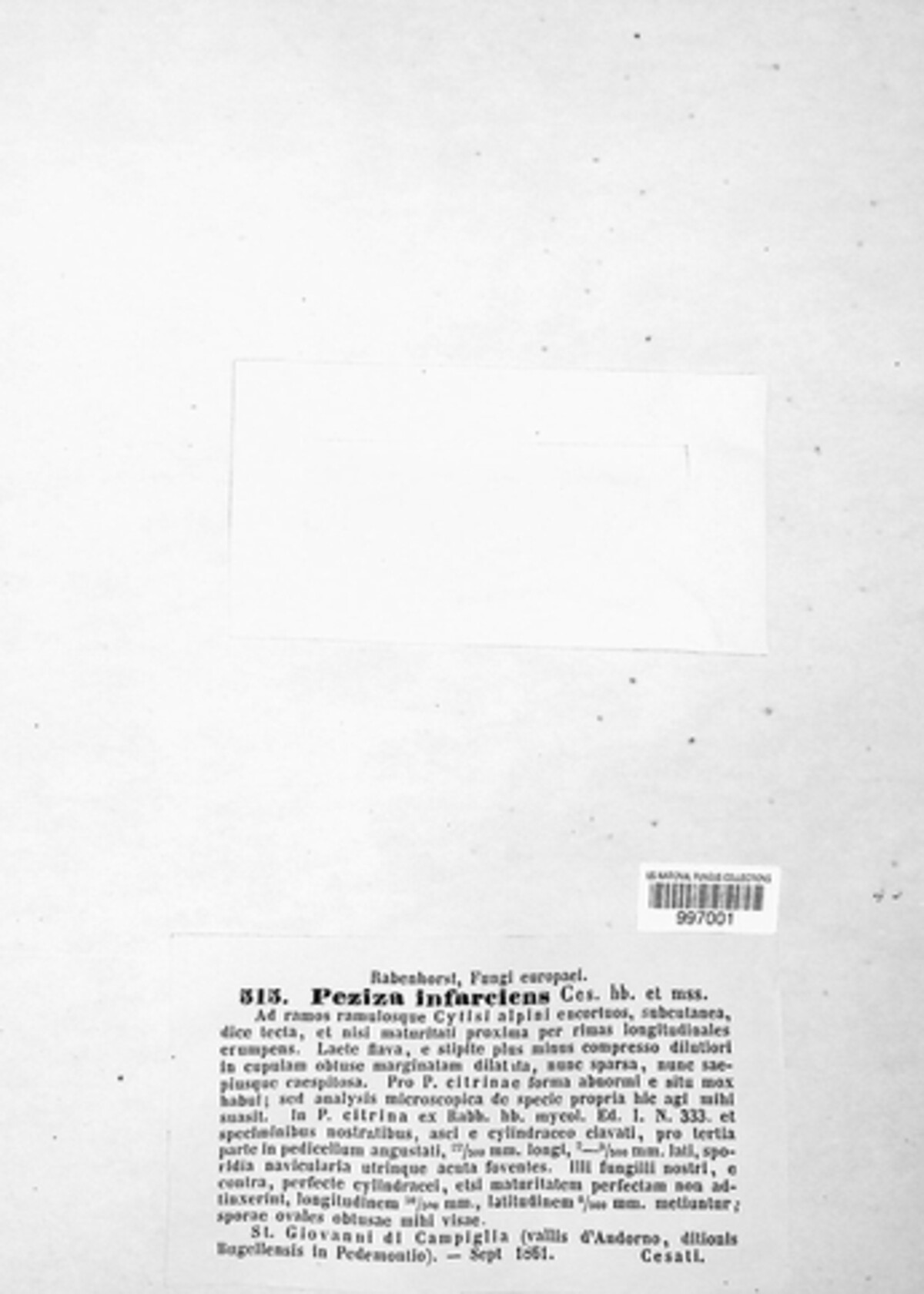 Hymenoscyphus infarciens image